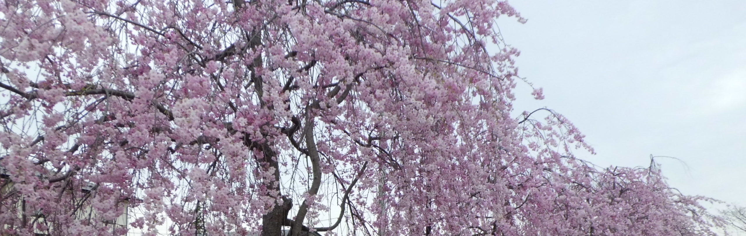 ホームページならLinks喜多方へ！